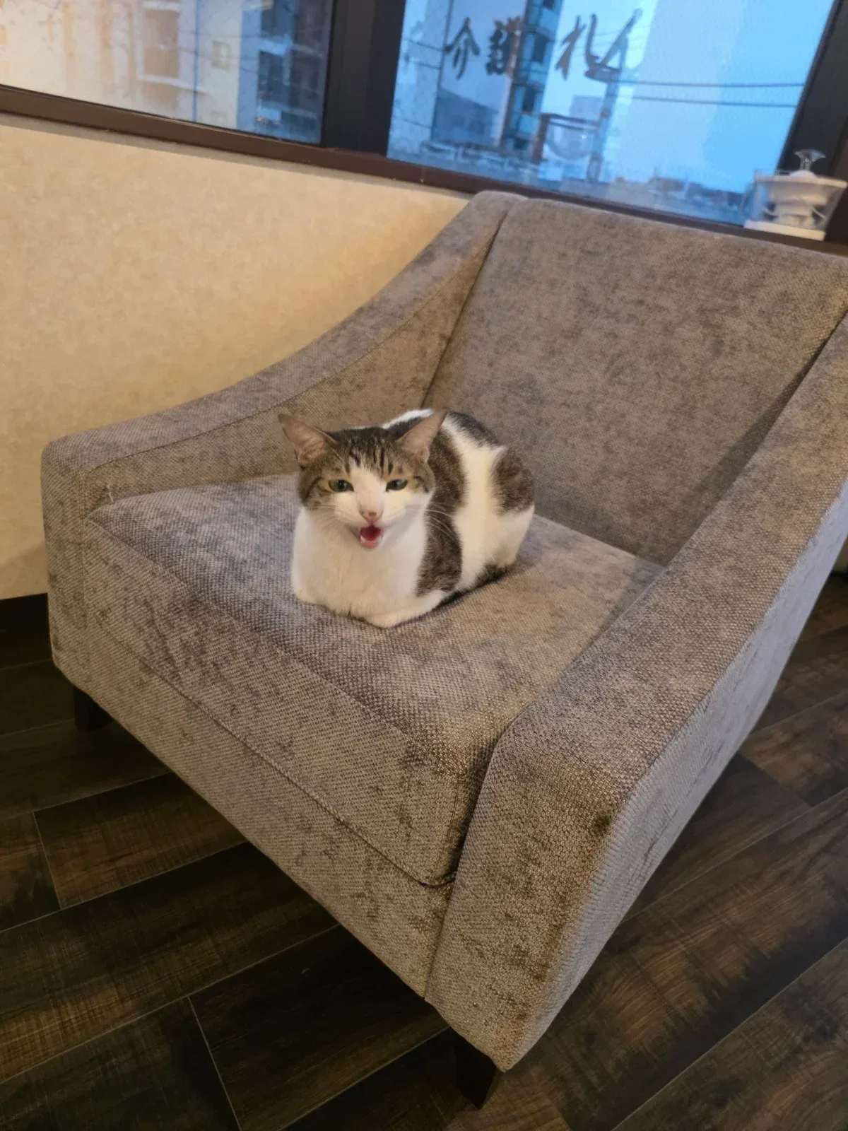 公開写真