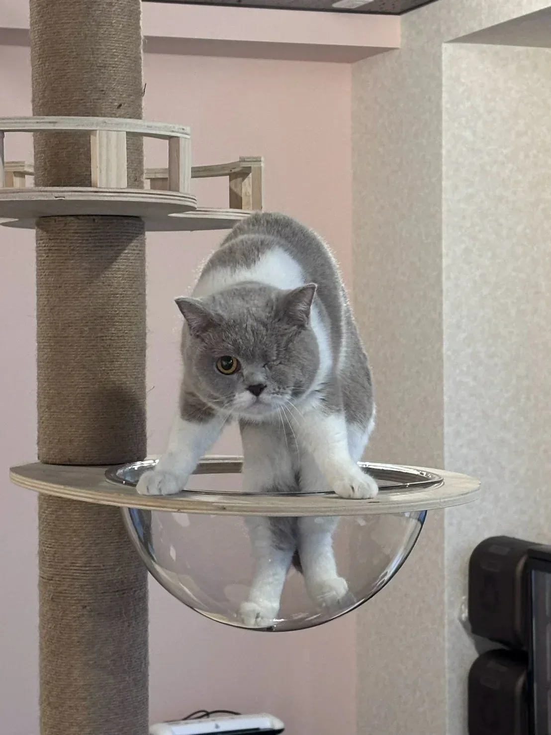 公開写真