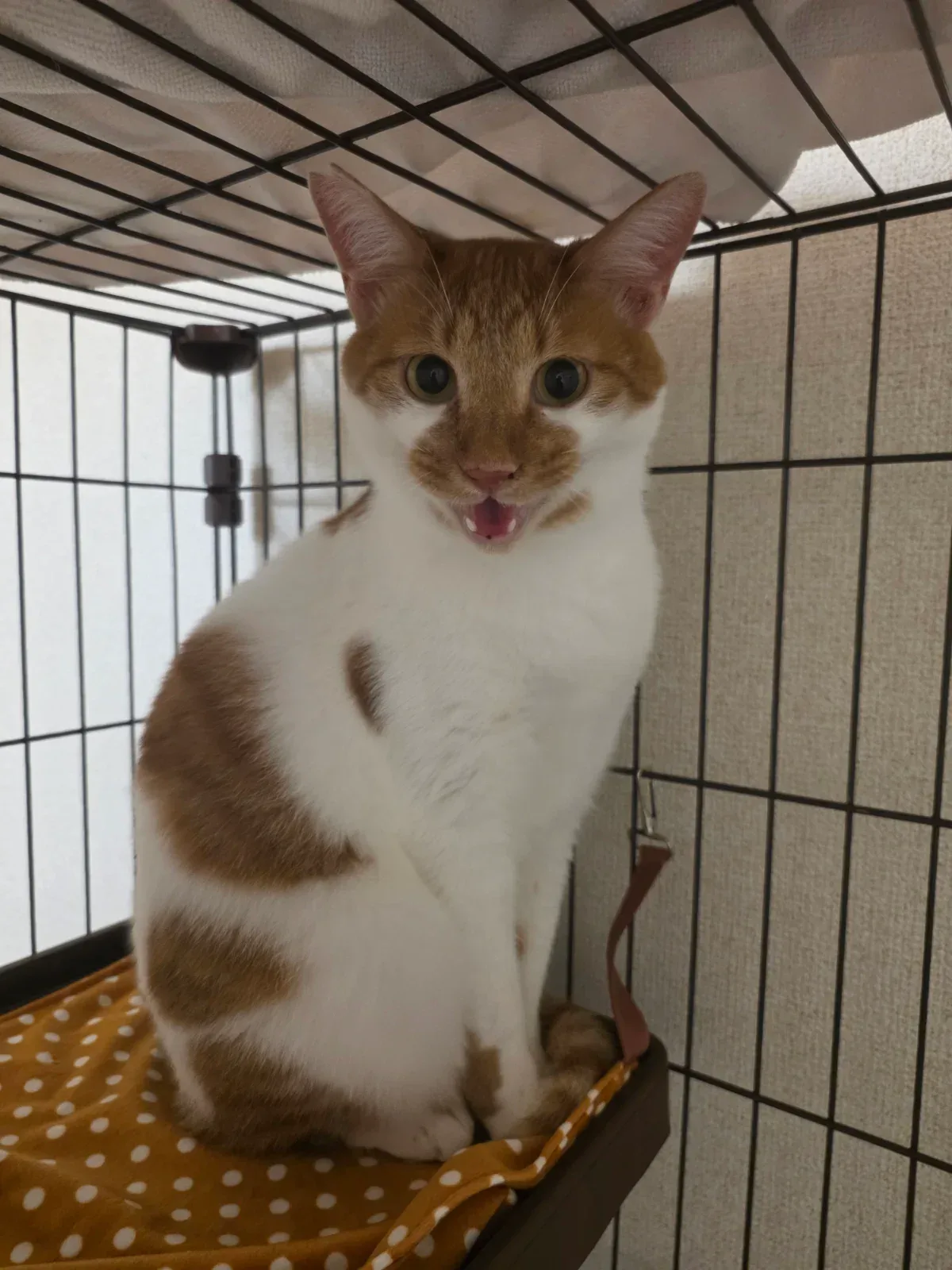記事の写真