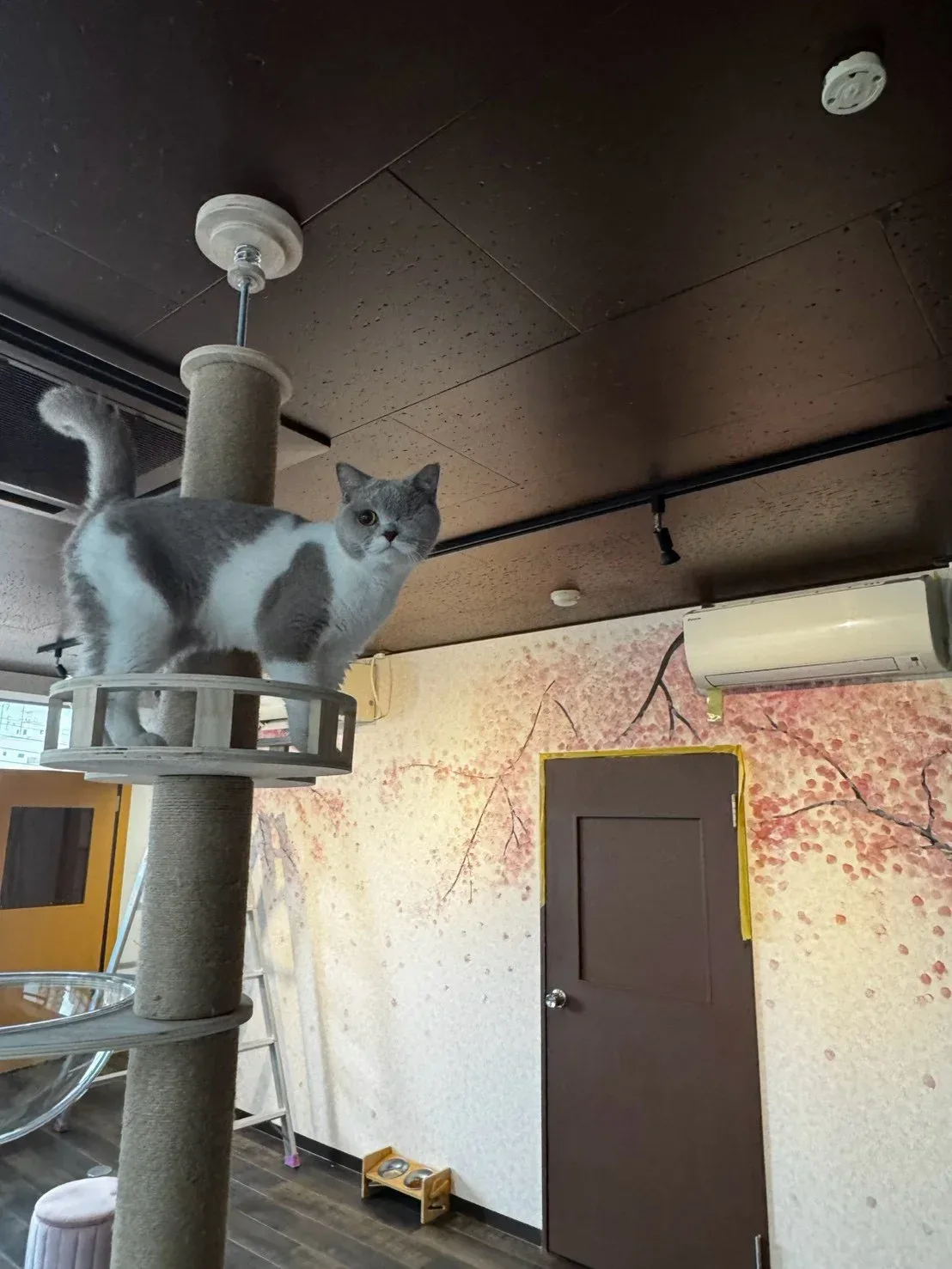 キャットタワーから