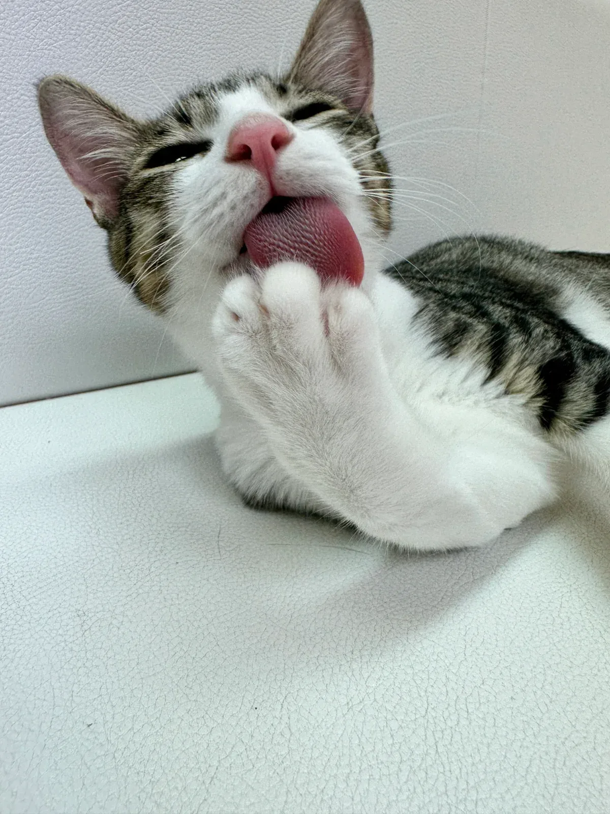 公開写真（先頭がメイン写真）