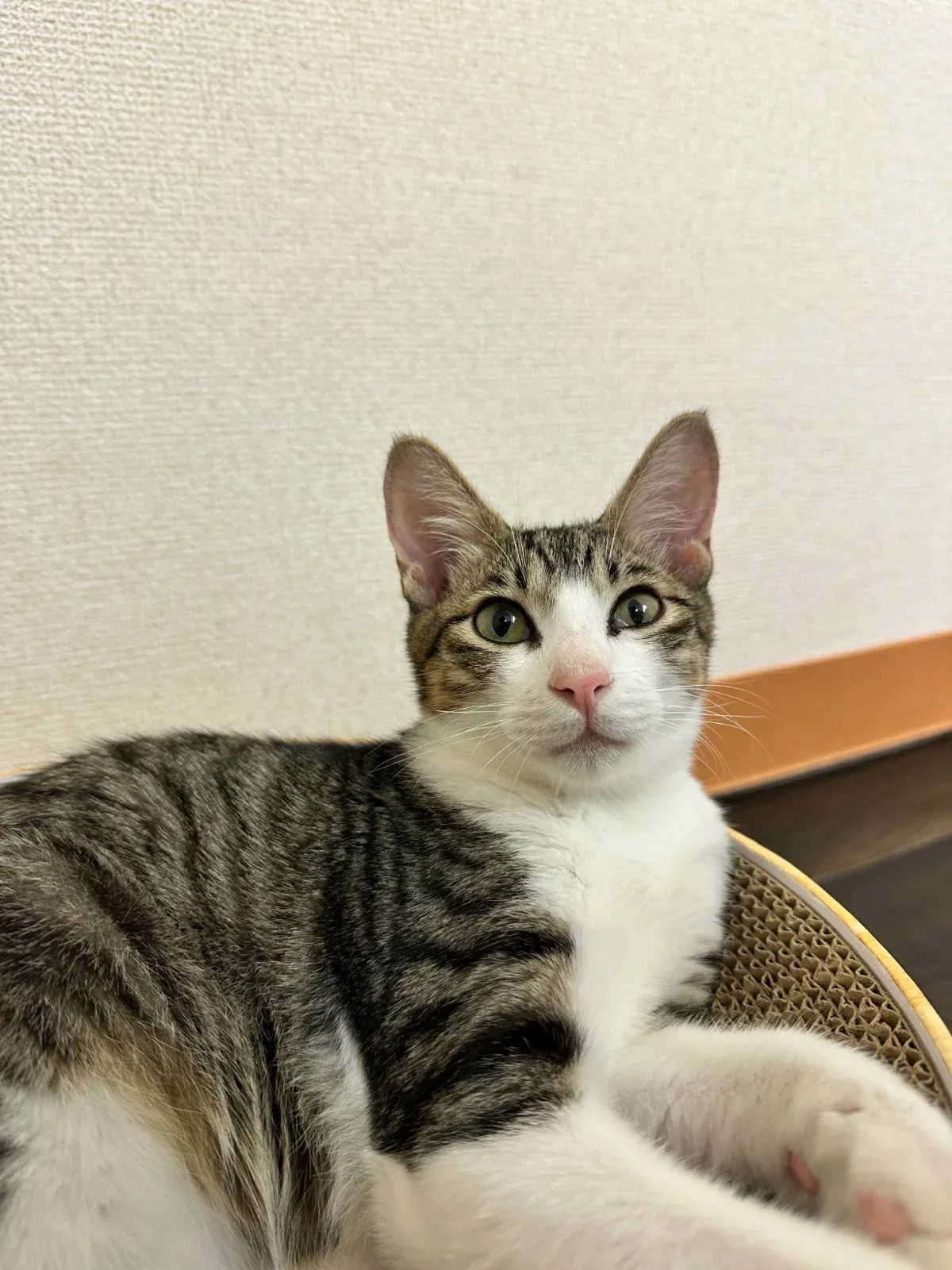 公開写真（先頭がメイン写真）