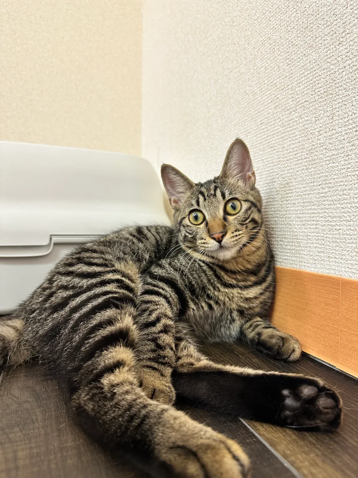 公開写真（先頭がメイン写真）