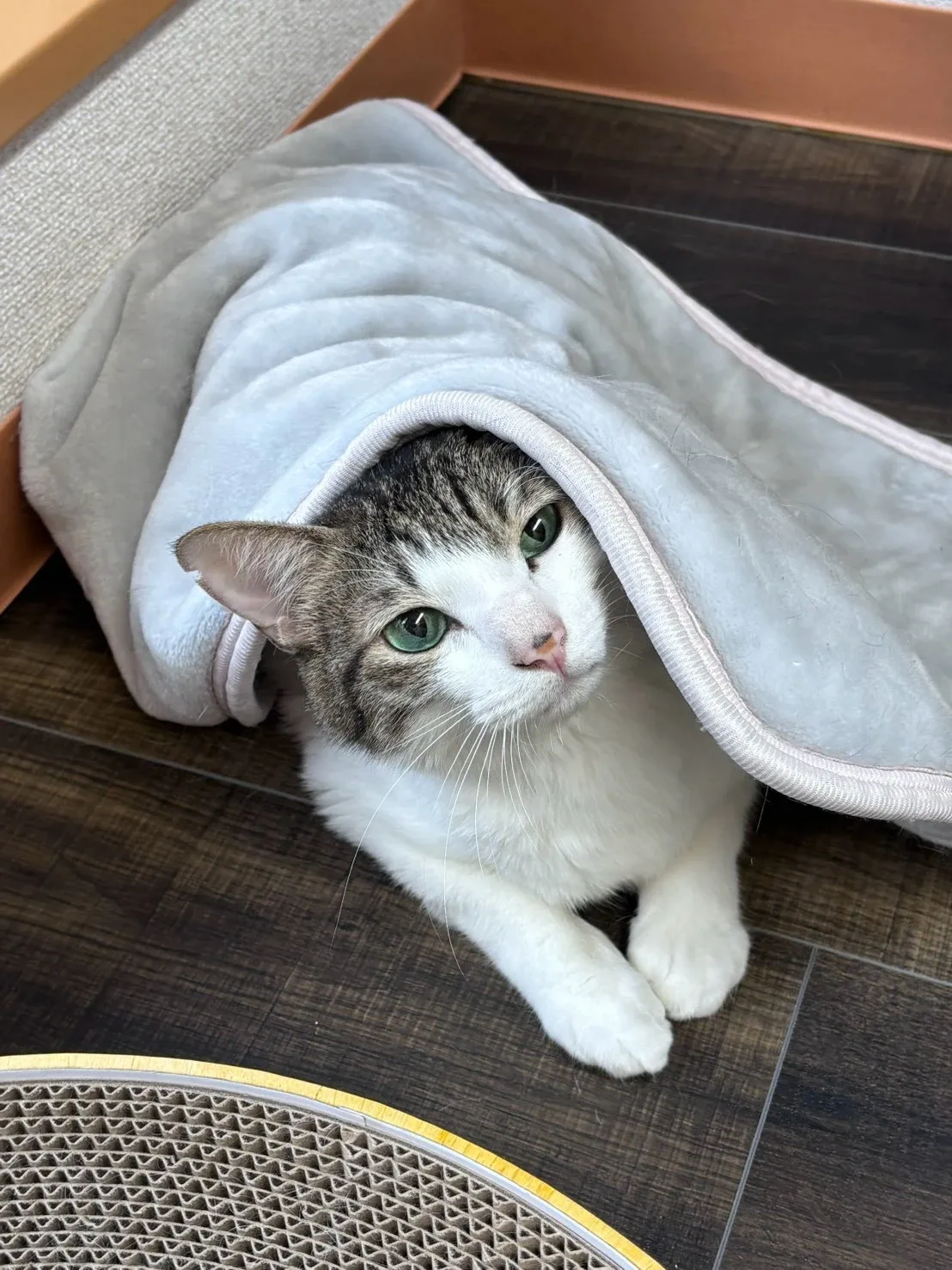 毛布から顔を出してくつろぐ、ねこ和の猫